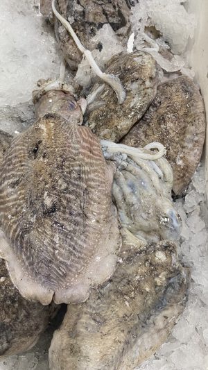 Fresh Large Cuttlefish (500g+)