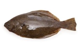 Whole Halibut