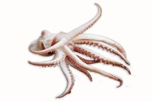 Squid Tentacles
