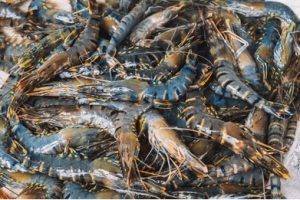 Black Tiger Prawns (16-20pcs per kg)