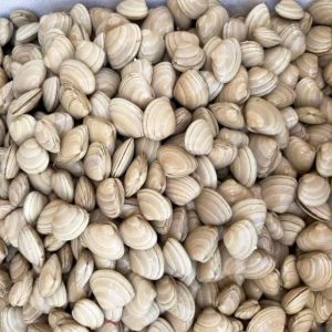 Live White Clams