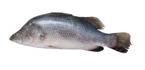 Cleaned Barramundi