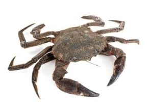 Live Velvet Crab