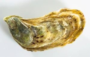 Live UK XXL Oysters (24pcs per box)