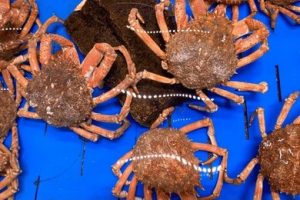 Live Spider Crab (1-2kg)