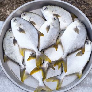 Fresh Pomfret