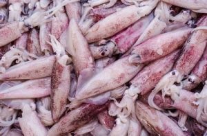 Fresh Small Squids (100-300g)