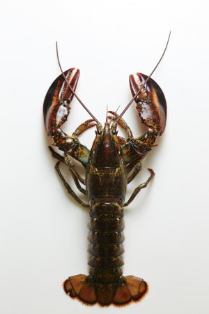 Cooked Canadian Lobster