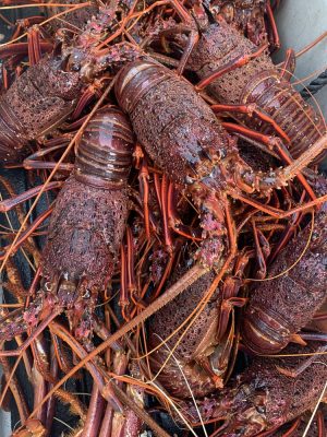 Cooked Spiny Lobster