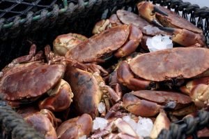 Live Female Brown Crab (800g-2kg)