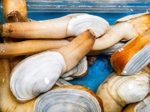 Live Large Geoduck (800g-2kg)