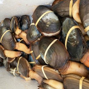 Live Small Geoducks (4-6 Geoducks per kg)
