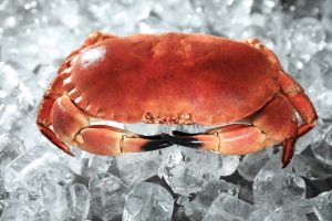 Live Male Brown Crab (800g-2kg)