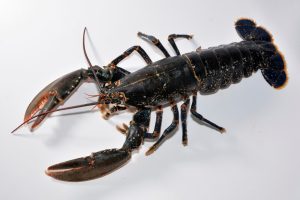 Cooked Scottish Lobster