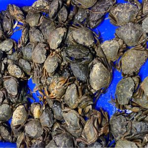 Live Small Green Crab