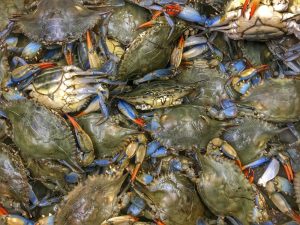 Live Blue Crab (3-5pcs per kg)