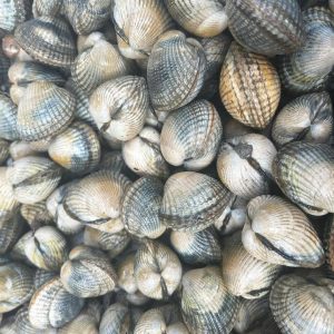 Live Cockles