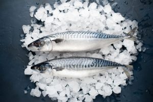 Mackerel