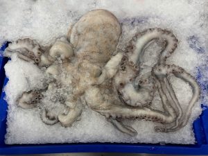 Whole Large Octopus