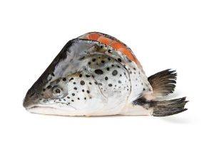 Salmon Head