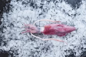Fresh Medium Squids (300-500g)