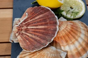 Live Medium Scallops
