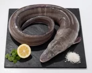 Conger Eel