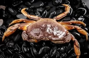 Live Canada Crab (700g-1.4kg)