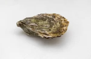 Live UK Medium Oyster (1pc)