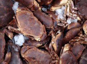 Live Female Brown Crab (400-700g)