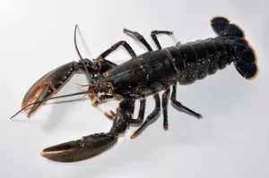 Live Scottish Lobster