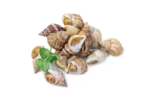 Fresh Whelks