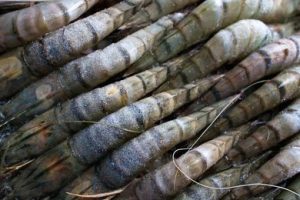 Frozen Black Tiger Prawns Raw Head On Shell On 6-8 (1kg)