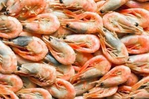 Frozen North Atlantic Shell on Prawns Cooked (5kg)