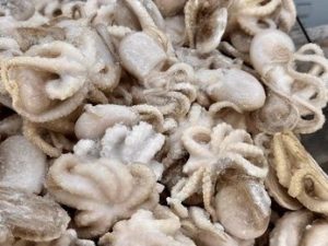 Frozen KS Baby Octopus 20/40 (500g)