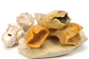 Frozen Whelks Meat Cooked 40-60 (1kg)